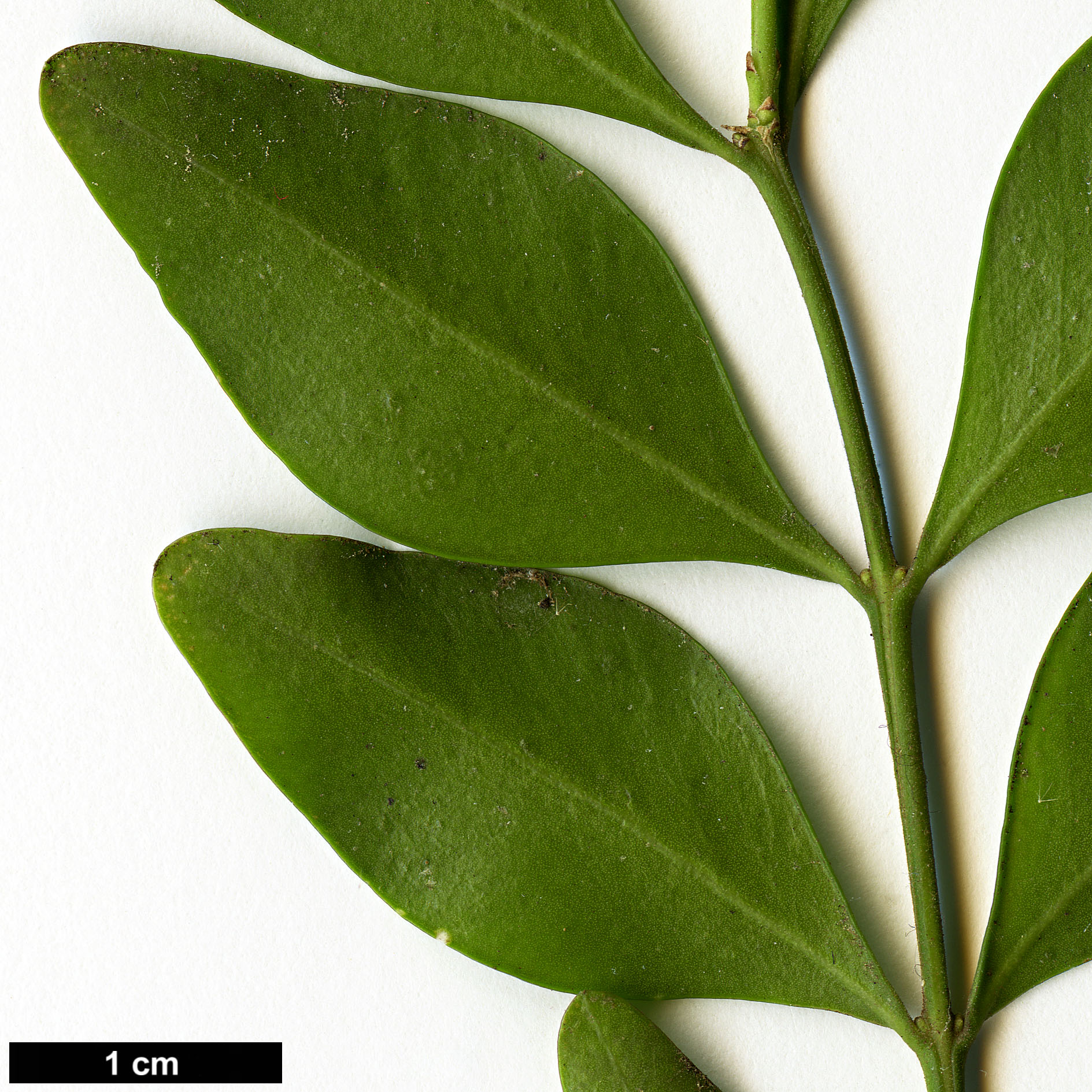 High resolution image: Family: Buxaceae - Genus: Buxus - Taxon: macowanii